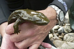 hellbender-2017-11-17-11-20