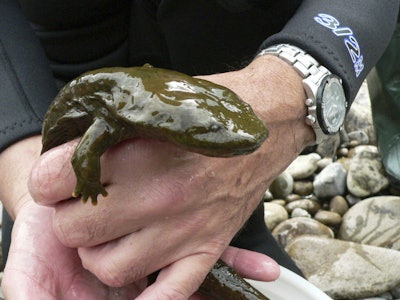 “We’re here to help the salamanders.”