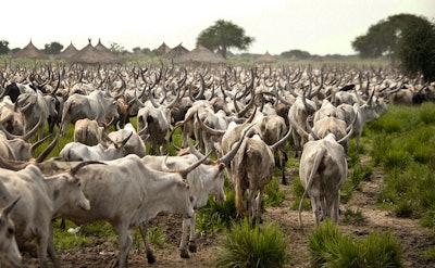 “Moooove over! Crusty Lane Trucking is offering free internet if I drive for them — get out of my way!”