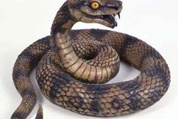 snake-2018-02-16-09-47