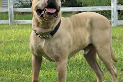 Buster6-2018-03-02-11-09