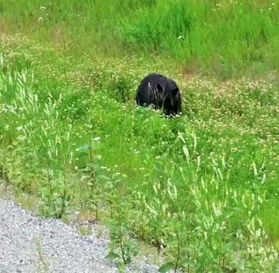 Yeah, though it might be hard to tell on your screen, that’s a bear along a slope up to the pull-off area. Boyd shot this picture while remaining quite close to his truck’s door and grab handle.