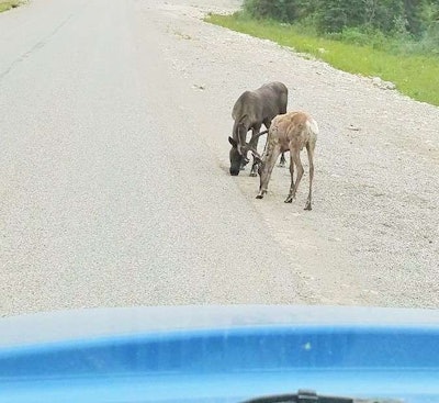 Elsewhere along the route, Lawrence caught these two Santa’s sleigh pullers on the road.