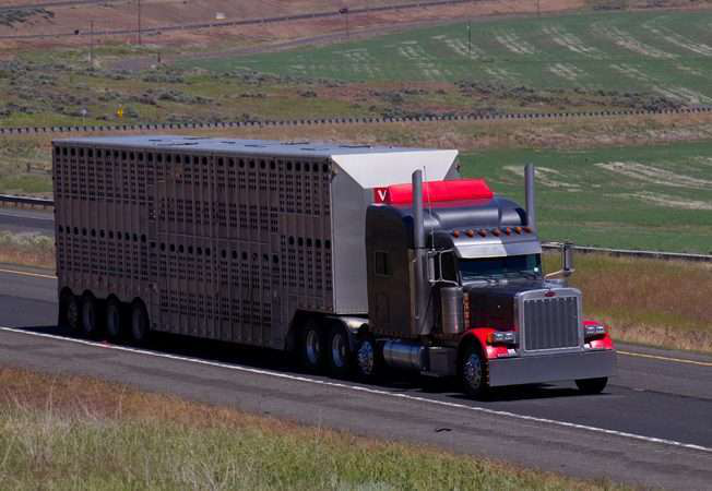 livestock-2018-06-06-16-09