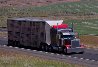Semi-truck with livestock trailer