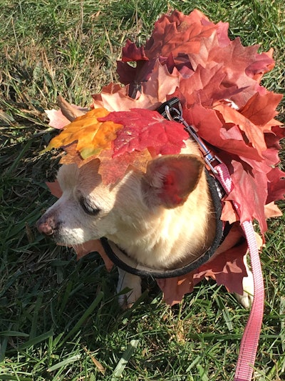 508 A0181 F790 4 Ae0 B67 F 4 A207 F517 Ccb