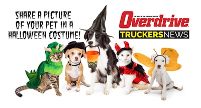 Halloween pets in costume