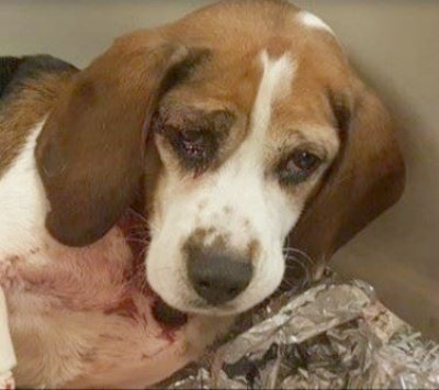 One of the beagles rescued by a trucker on I-81 last week. (BCHS photo)