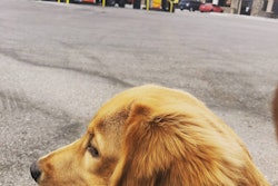 dog-loves-2018-12-13-09-55