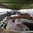 Zach-Cattle-Hauling-3-2019-04-17-16-24