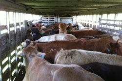 Zach-Cattle-Hauling-3-2019-04-17-16-24