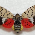 spotted-lanternfly-2019-04-30-14-06