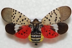 spotted-lanternfly-2019-04-30-14-06