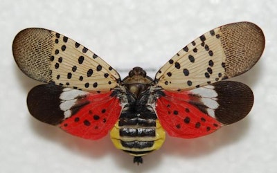 Truck drivers picking up for delivering freight in certain quarantined counties of Pennsylvania, New Jersey, Delaware and Virginia are required to obtain a Spotted Lanternfly Permit. (Lawrence Barringer, Pennsylvania Department of Agriculture, Bugwood.org )