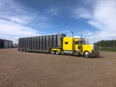 Hengstmengel Van Vaerenberg 2020 07 31 08 10