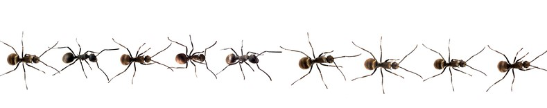 Nine-ants-2020-09-08-11-28