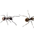 Nine-ants-2020-09-08-11-28