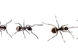 Nine-ants-2020-09-08-11-28