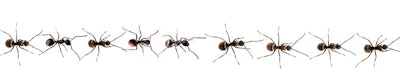Nine ants in a row