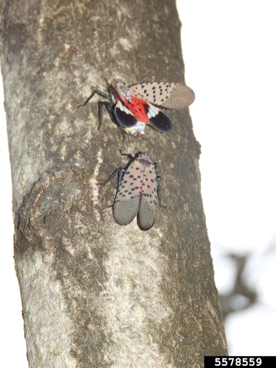 Michigan agriculture officials are asking truck drivers to be on the lookout for the spotted lanternfly invasive insect. Photo courtesy of Richard Gardner, Bugwood.org.