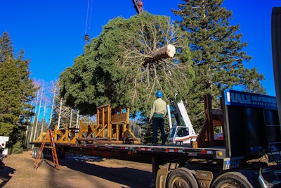 The Engelmann Spruce was loaded onto the Kenworth T680 on Nov. 5 in Colorado. (Photo by James Edward Mills)