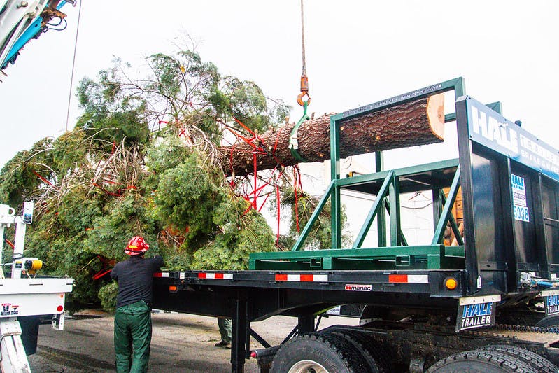 U.S. Capitol Christmas Tree harvest