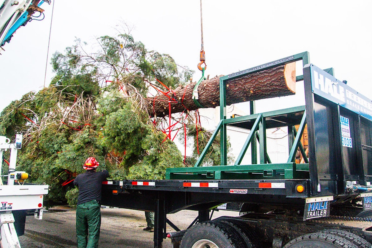 2022 National Christmas Tree Transportation Yrailer Truckers Ensure U.s. Capitol Christmas Tree's Delivery To D.c. | Overdrive