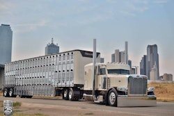 Peterbilt with livestock trailer