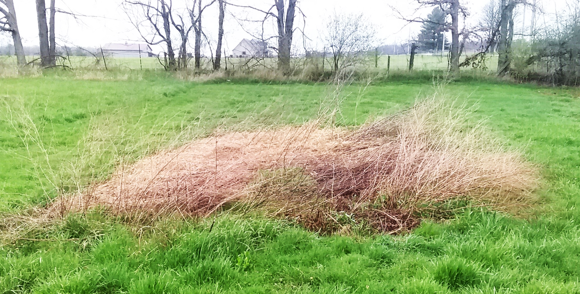 weeds where a garden once stood