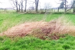 weeds where a garden once stood