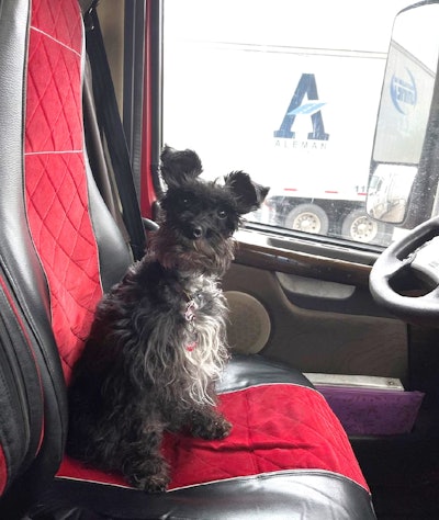 Miniature schnauzer Dixie in big truck's driver seat