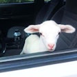 baby goat in the driver's seat