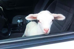 baby goat in the driver's seat