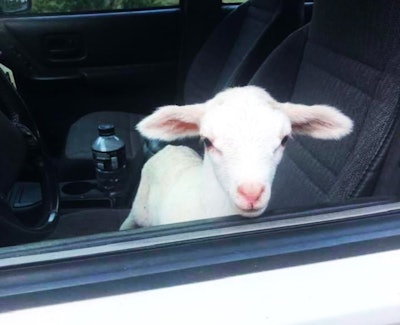 baby goat in the driver's seat