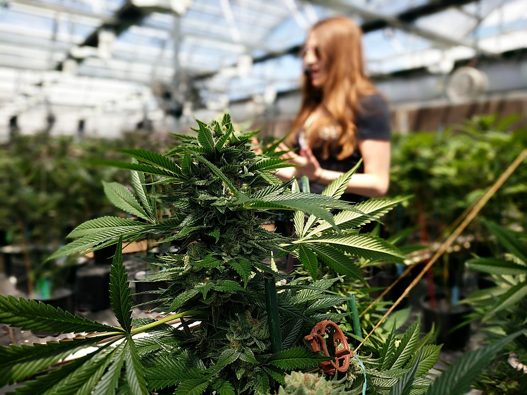 a woman stand behind a marijuana plant