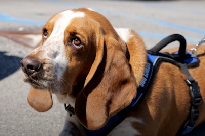 Jason Earlywine's Basset hound, Cledus Snow