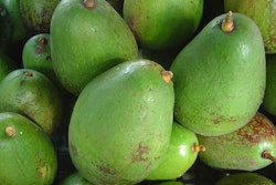 avocado reefer hauling