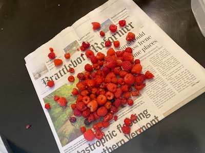 fresh raspberries vermont