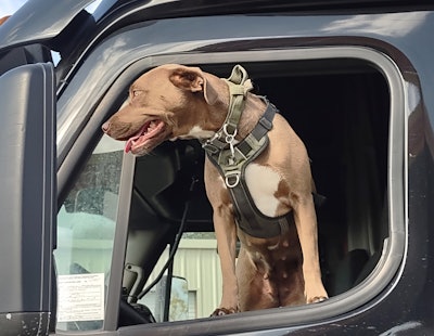 Doug's copilot, Eevee, his dog, sitting in his truck's driver's seat