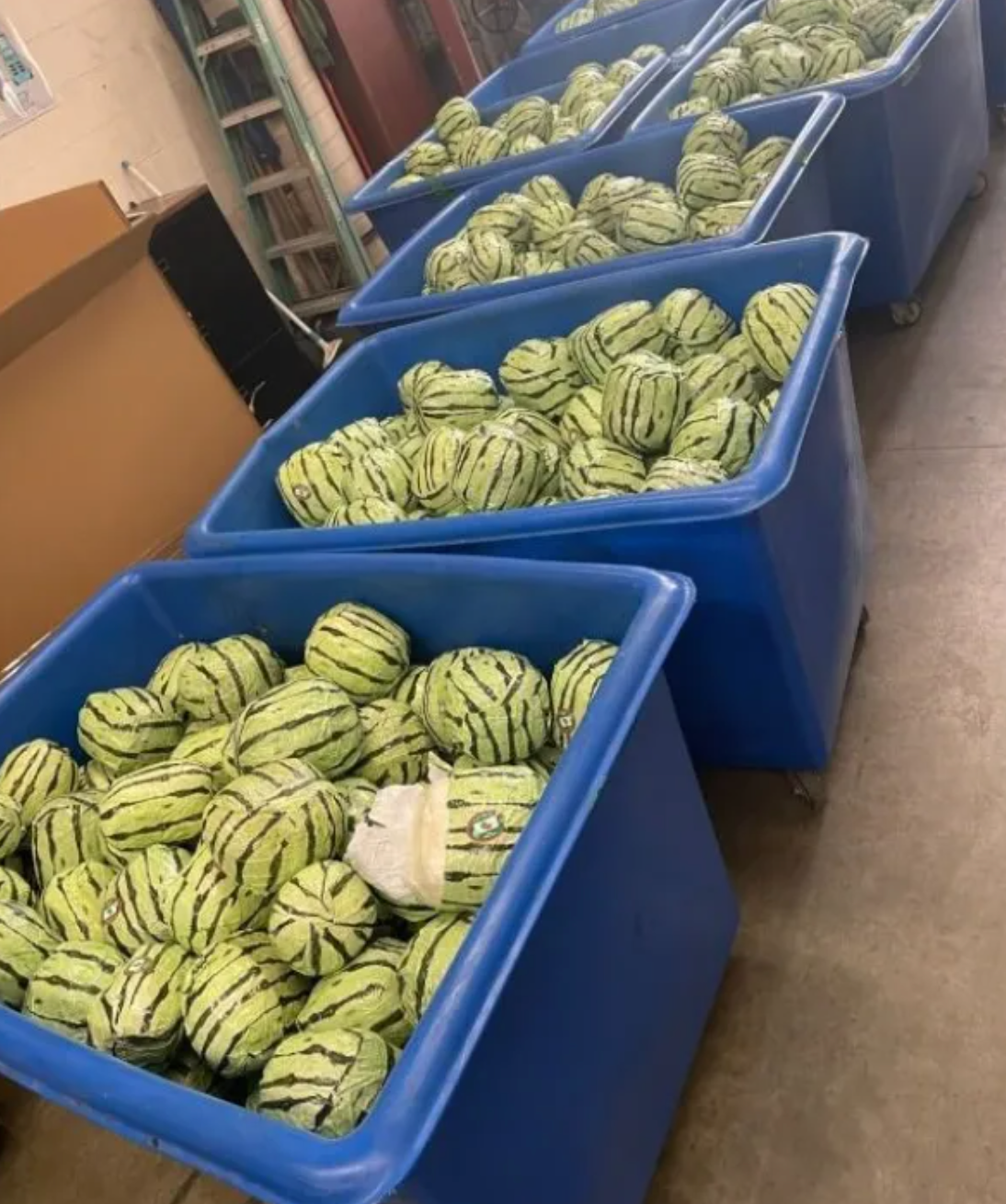 Drugs found in load of watermelons