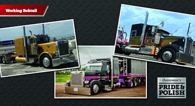 2024 Pride & Polish Working Bobtail finalists