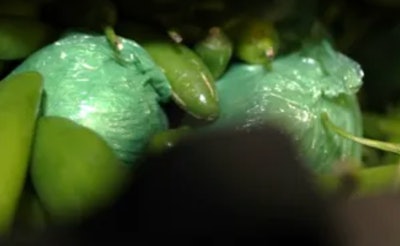 bundles of meth in shipment of peppers