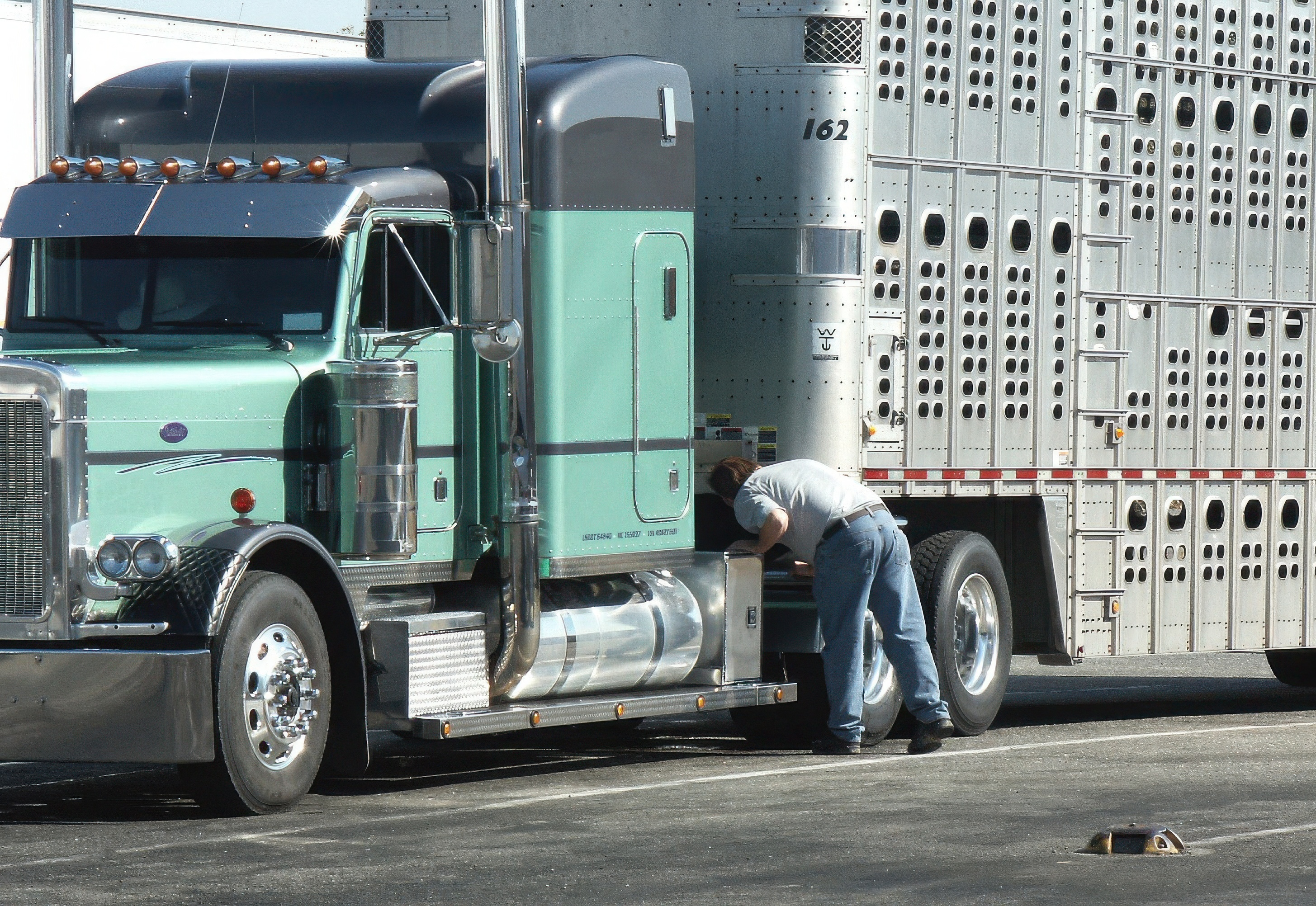Livestock truck driver pre-trip