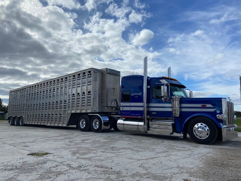 Livestock-hauling 2025 Peterbilt 589 'rides excellent' | Overdrive