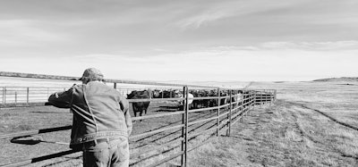 Murchison And Cattle