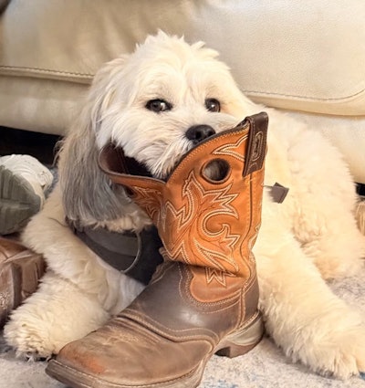 Otis's cute exterior belies a tough spirit -- he's quite the protector. Rufus told the tale of the memorable inspection -- he'd made certain the officer was aware of Otis, advising him to not bother the dog or stick his hand in the truck. But the inspector 'reached in there, going to intimidate him, kind of shoo at him or something in the door, and he bit him. He wasn't too happy with that.' Result? Inspectors 'can find anything wrong, so he found something to put me out-of-service,' though Morris said it was a minor item ultimately. He made the fix on the spot. 'I was right back up. It wasn't anything major.'