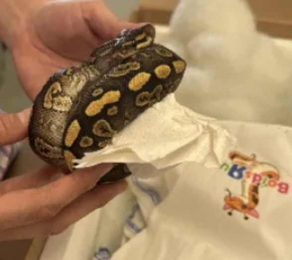 A live python is removed from a bag, part of an interception of 39 live pythons by CBP officers at the World Trade Bridge.