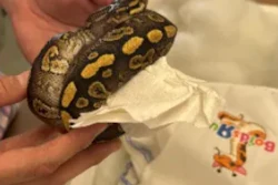 A live python is removed from a bag, part of an interception of 39 live pythons by CBP officers at the World Trade Bridge.