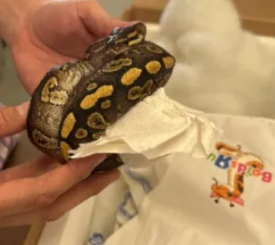 A live python is removed from a bag, part of an interception of 39 live pythons by CBP officers at the World Trade Bridge.