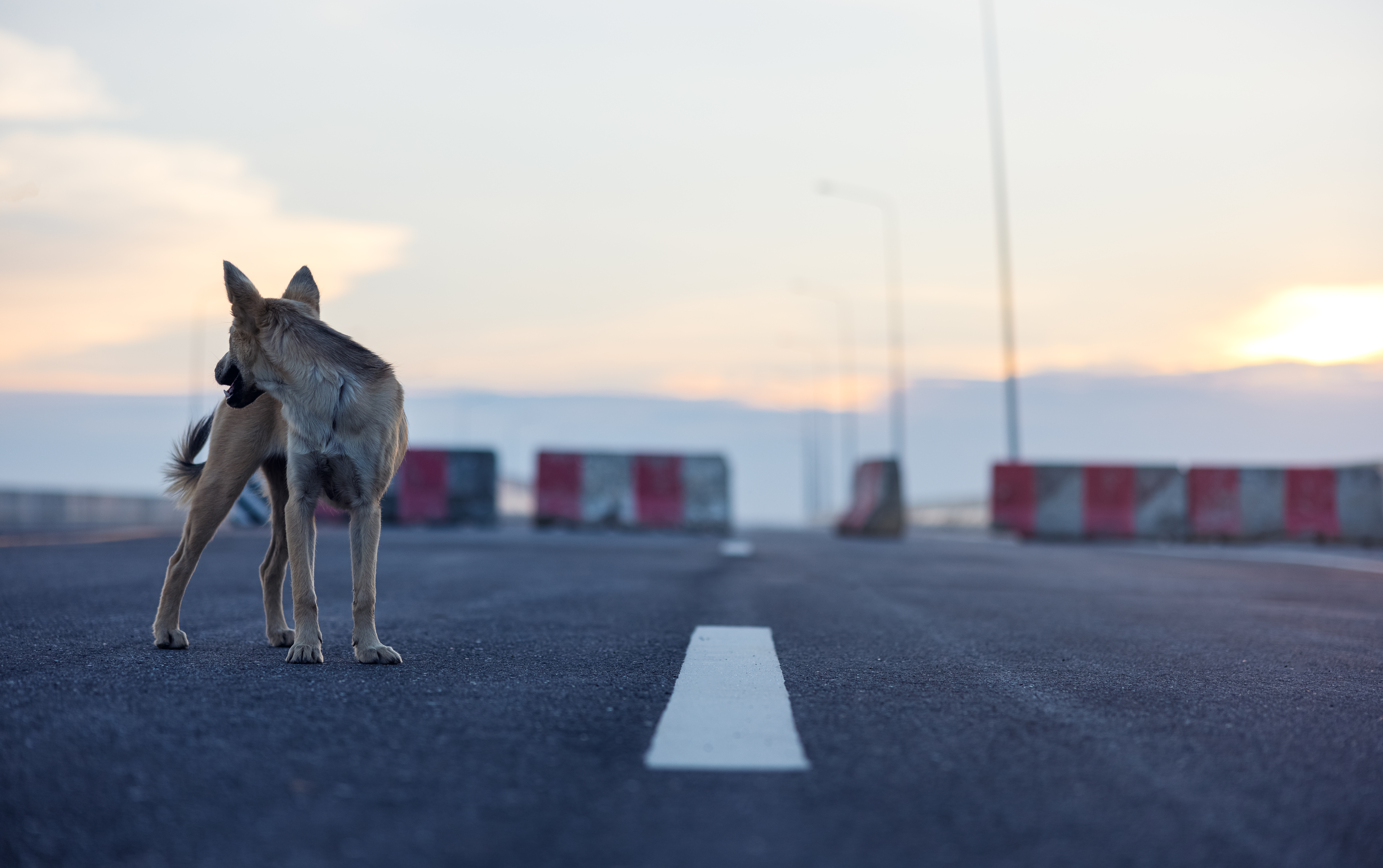 Dog Alone Getty Images